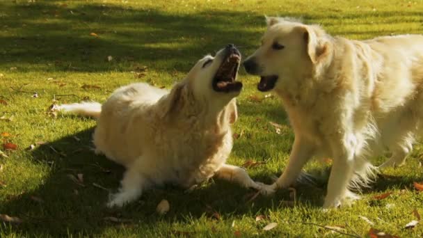 Beautiful, young Golden Retriever pups playing on the grass - slow motion - Footage, Video