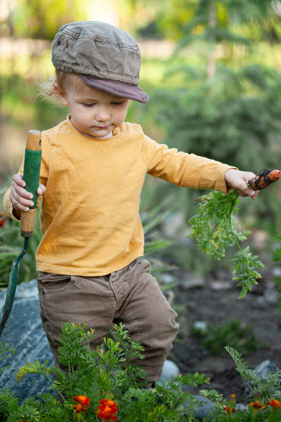 Мальчик с морковкой в саду - Фото, изображение