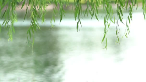 Красивые, зеленые листья плачущей ивы, задрапированные рекой - размытый фон - Кадры, видео