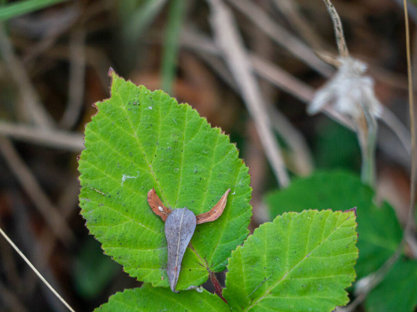Feuilles vertes avec feuilles brunes tombées ressemblant à un animal avec cornes - Photo, image