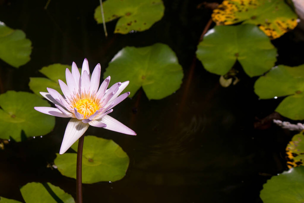 PInk Lotus w naturalnym stawie. - Zdjęcie, obraz