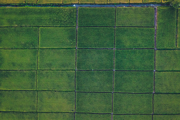 Campos de arroz verde desde arriba En el campo - Foto, Imagen