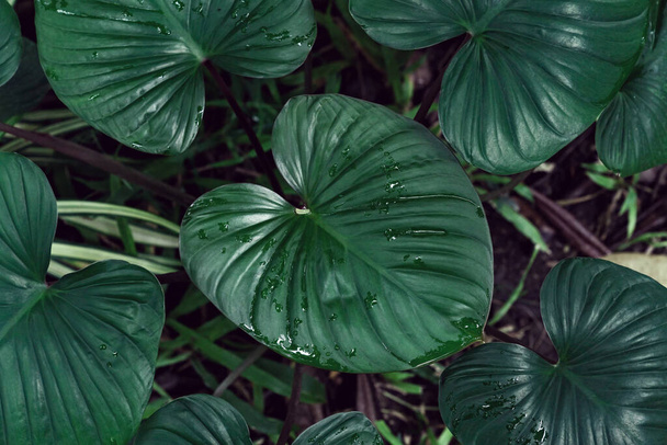Patrón de hojas verdes para el concepto de la naturaleza, hojas homalomena rubescens y Cheilocostus speciosus fondo texturizado árbol - Foto, Imagen