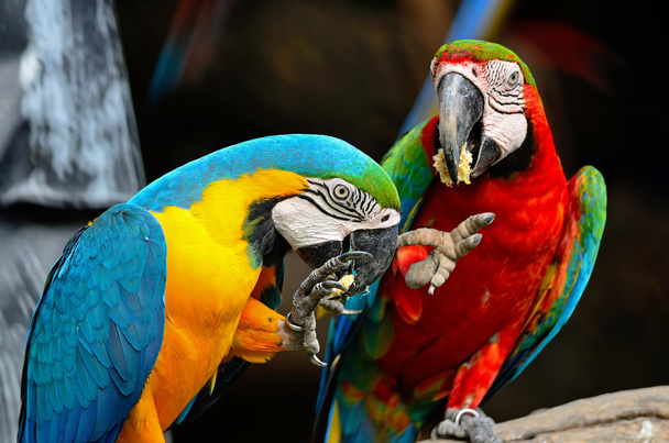 Blue and Gold Macaw - Foto, Bild