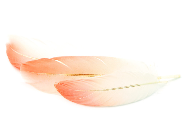 φλαμίνγκο φτερό απομονωθεί - Φωτογραφία, εικόνα