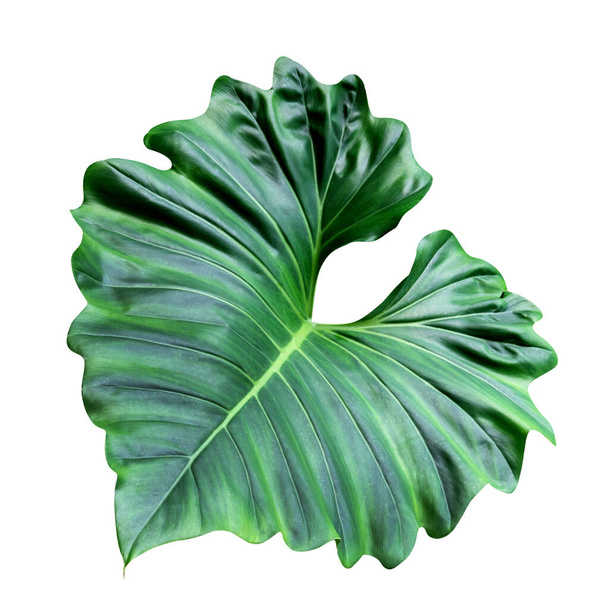 Padrão de folhas verdes de planta de folha tropical isolado no fundo branco, incluem caminho de recorte - Foto, Imagem