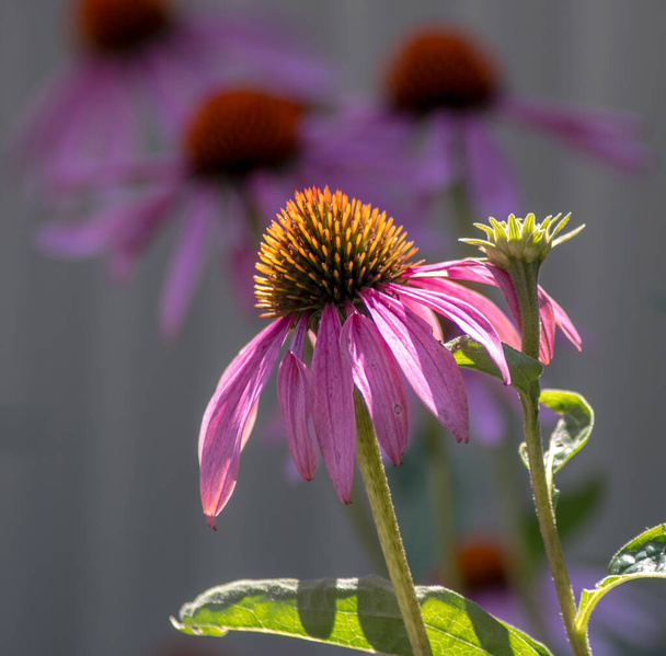 wild coneflowers close up in a natural field. Often used in ornamental flower beds and growing wild - Photo, Image