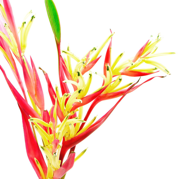 Heliconia Ladydi - Foto, imagen