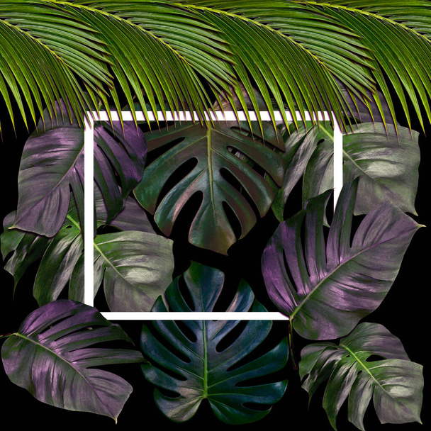 Padrão de folhas verdes com moldura branca para o conceito de natureza, árvore de folha tropical texturizado fundo - Foto, Imagem