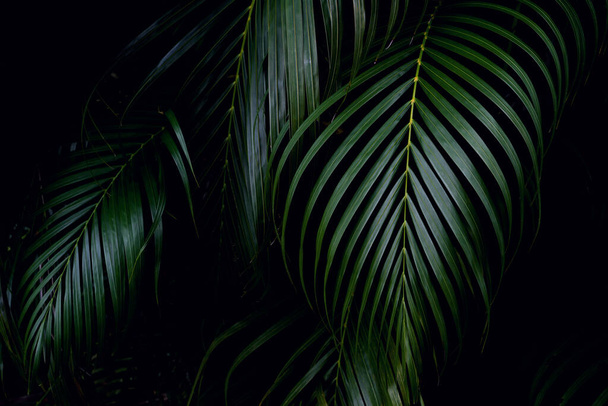 Green leaves pattern,leaf palm tree in the forest - Foto, afbeelding