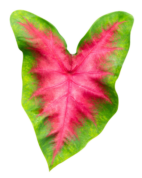 leaves pattern of Caladium or Heart Of Jesus leaf isolated on white background,include clipping path - Photo, Image