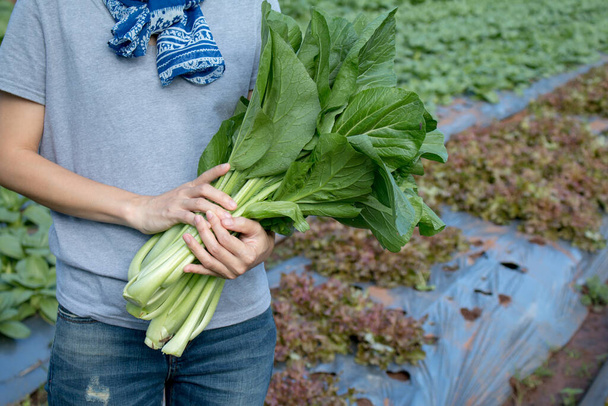 jeune femme tenant des légumes fraîchement récoltés dans son jardin. - Photo, image