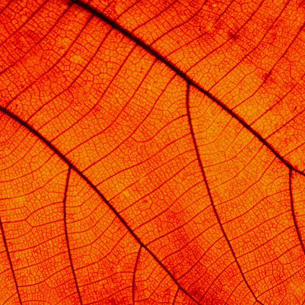 leaf abstract - Photo, Image