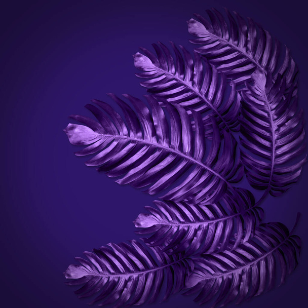 patrón de hojas de monstera verde se hacen violeta para el concepto de la naturaleza, hoja tropical sobre fondo púrpura oscuro - Foto, imagen