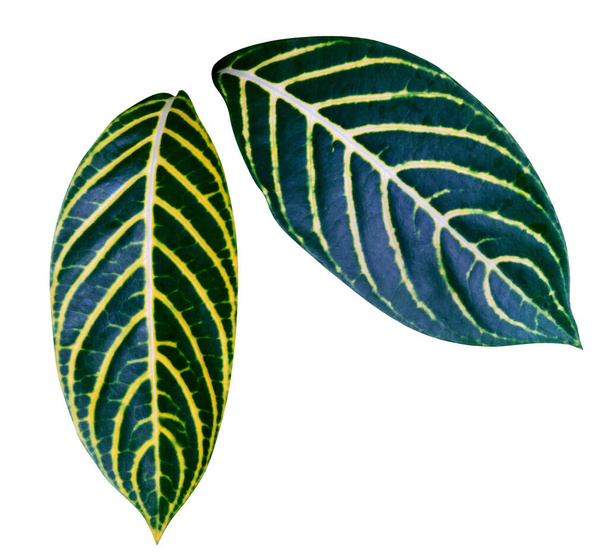 Le motif de feuilles jaunes vertes de Sanchezia Speciosa Leonard, la plante de feuille de la plante zébrée isolée sur fond blanc, comprend un chemin de coupe - Photo, image