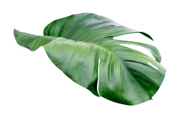 Patrón de hojas verdes, monstera de hojas aisladas sobre fondo blanco, incluyen ruta de recorte - Foto, imagen