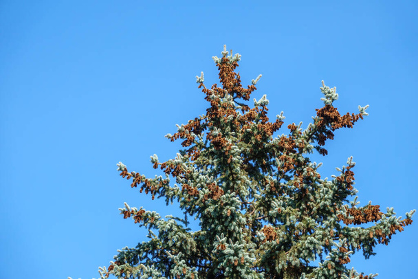Spruce tree with a lot of cones against a blue sky. Coniferous branch with cones against blue sky at winter. - Photo, image