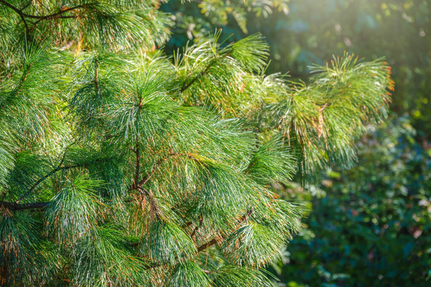 Cedar branches with long fluffy needles with a beautiful blurry background. Pinus sibirica, or Siberian pine. Pine branch with long and thin needles. The pine tree looks soft and fluffy. - Foto, imagen