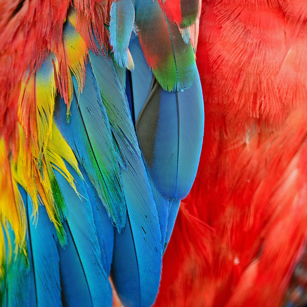 Scarlet papoušek peří - Fotografie, Obrázek