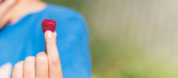 A small boy holds a raspberry in his hands.Berry only plucked from the Bush - Photo, Image