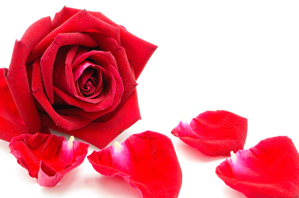 red rose - Photo, Image