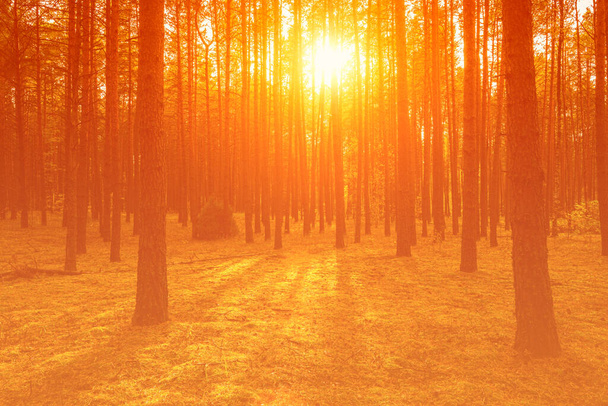 Tramonto o alba nella pineta autunnale. Raggi di sole che brillano tra tronchi d'albero. - Foto, immagini
