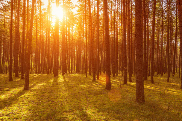 Zonsondergang of zonsopgang in het herfstdennenbos. Zonnestralen die schijnen tussen boomstammen. - Foto, afbeelding