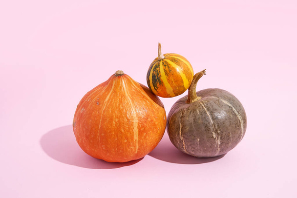 three pumpkins balancing. pink background with sunlight shadows. halloween and thanksgiving girly concept - Foto, afbeelding