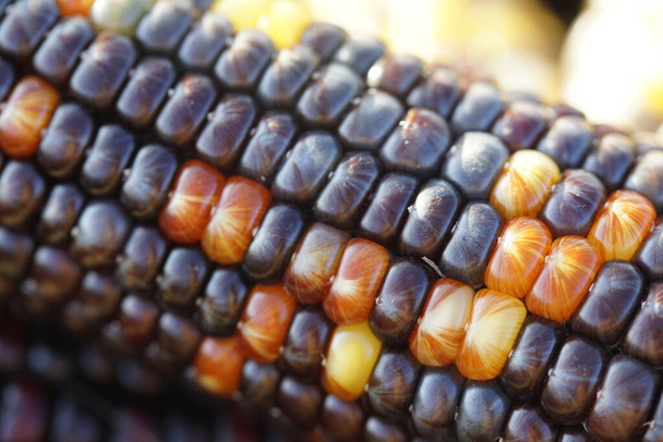 Kolorowe kolby kukurydzy w zbliżeniu  - Zdjęcie, obraz