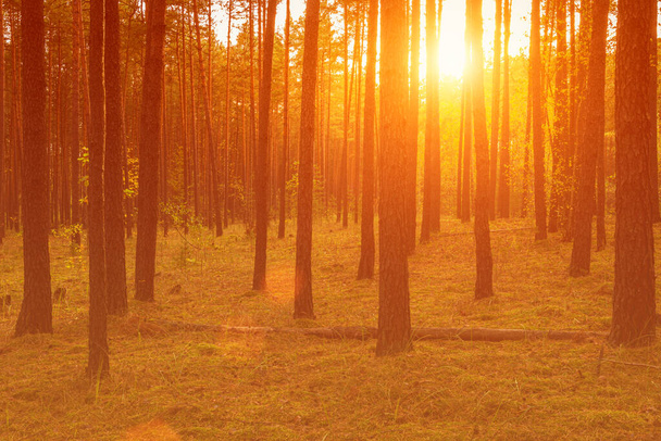 Sonnenuntergang oder Sonnenaufgang im herbstlichen Kiefernwald. Sonnenstrahlen leuchten zwischen Baumstämmen. - Foto, Bild