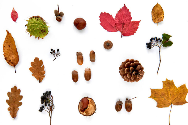 Autumn composition. Pattern made of dried leaves, branches, pine cones, berries, chestnuts and acorns isolated on white background. Template mockup fall, halloween. Flat lay, copy space background - Photo, Image