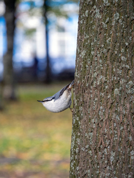 木の幹にしっかりとくびれて、体を曲げ、首を伸ばしています。公園内の木の上に小さな鳥と垂直自然背景. - 写真・画像