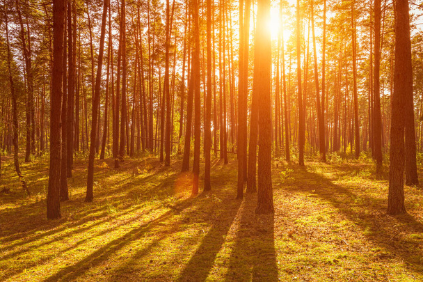Pôr do sol ou nascer do sol na floresta de pinheiros do outono. Raios de sol brilhando entre troncos de árvores. - Foto, Imagem