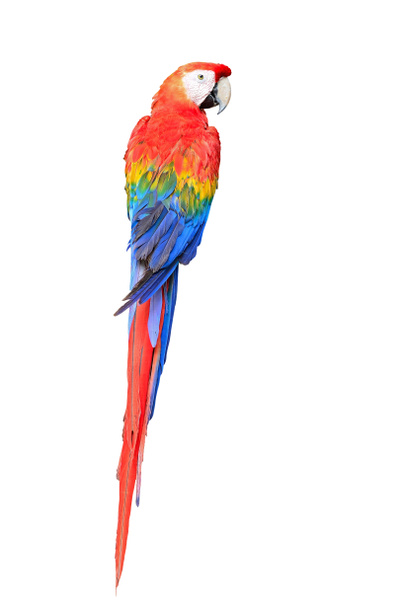 Scarlet Macaw - Фото, изображение