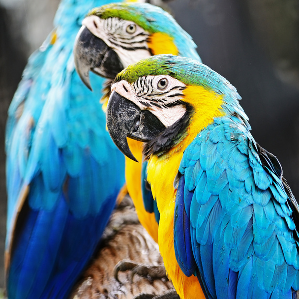 Синий и золотой ара - Фото, изображение