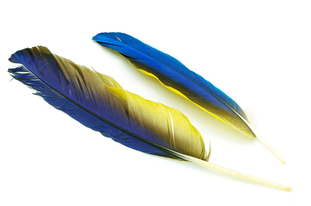 Blue and Gold Macaw feather - Photo, Image