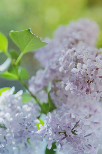 Bunch of violet lilac flower in the garden - Foto, Imagem