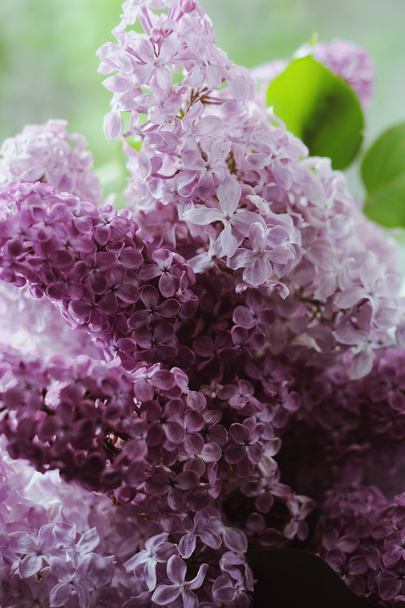 Bunch of violet lilac flower in the garden - Photo, Image