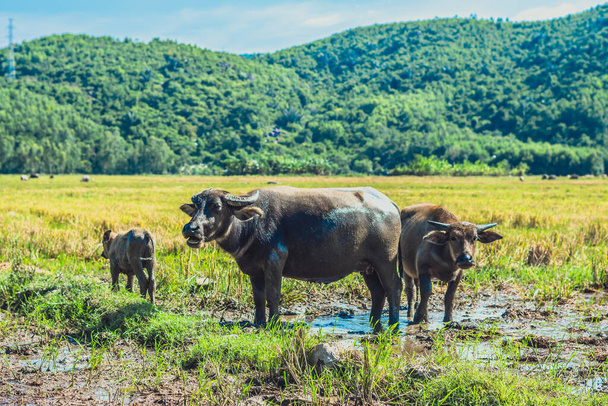 Family of Water Buffalo Standing graze Together rice grass field meadow sun, forested mountains background, clear sky. Landscape scenery, beauty of nature animals concept late summer early autumn day - Fotoğraf, Görsel