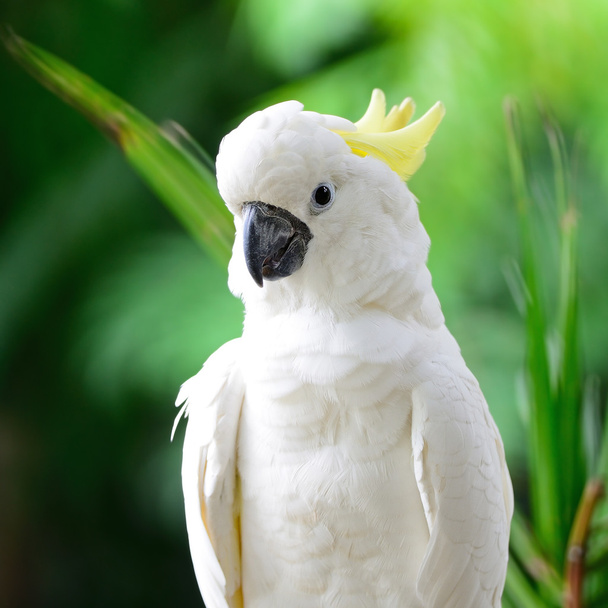 Сірка чубата какаду
 - Фото, зображення