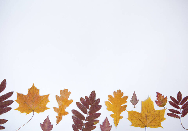 Gyűjtemény egy sor fényes, gyönyörű és színes őszi levelek elszigetelt fehér alapon - Fotó, kép