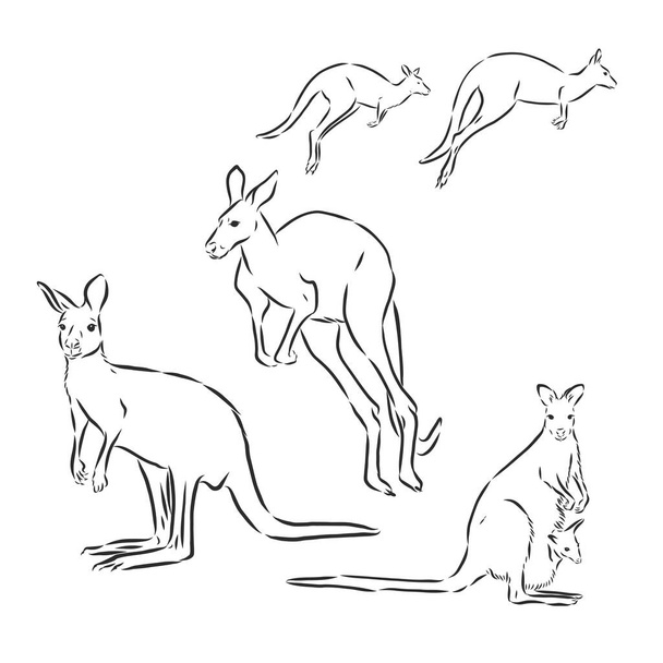 кенгуру прыгают в графике на белом фоне вектор, кенгуру, векторный эскиз иллюстрации - Вектор,изображение