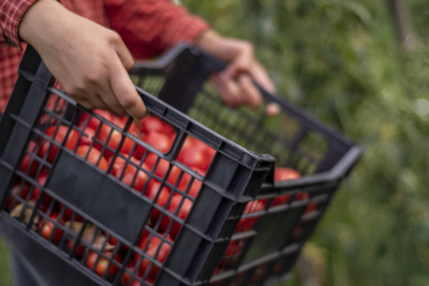 Çiftçilerin ellerinde taze organik domatesler. Domatesli kutu. Organik sebzeler. Sağlıklı yiyecekler. Mavi arkaplan - Fotoğraf, Görsel