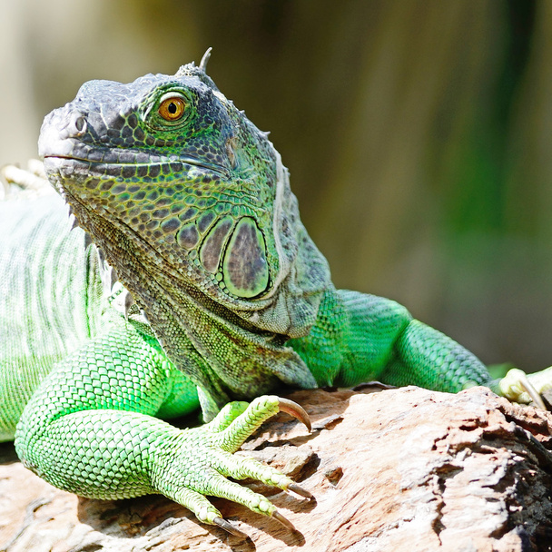 Iguana verde femenina
 - Foto, Imagen