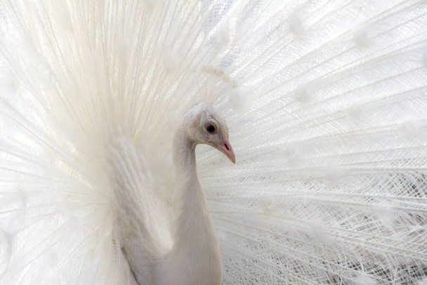Белый альбинос красивый павлин. Крупный план птицы. - Фото, изображение
