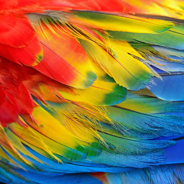 Перья алого ара
 - Фото, изображение