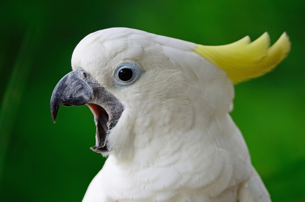 Сірка чубата какаду
 - Фото, зображення