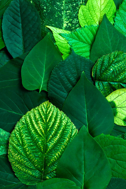 Eco friendly green leaves template. Nature background. - Fotó, kép