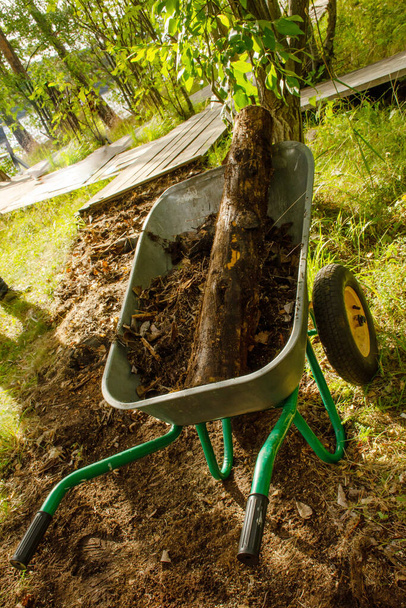 Saw cut of old trees, a log in a wheelbarrow in a park on a summer sunny day. Environmental improvement concept, vertical photo - Fotoğraf, Görsel