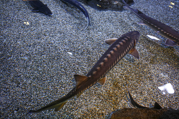 sturgeon fish swims in large tank of aquarium. High quality photo - Photo, Image